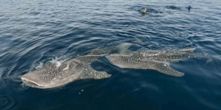 Berenang Bersama Hiu Paus di Perairan Kaimana