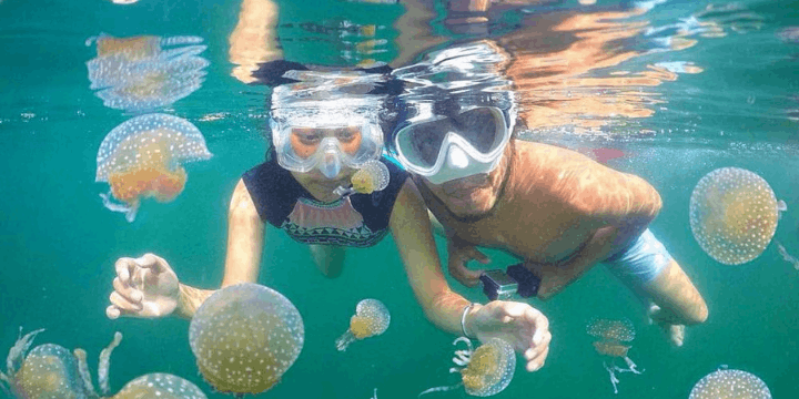 Danau Mariona, Berenang Bersama Ubur-Ubur Tanpa Sengat