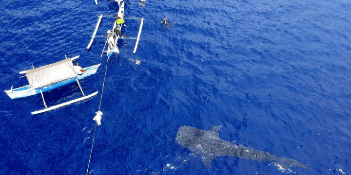 Etika Wisata, Menjaga Kelestarian Sang Raksasa