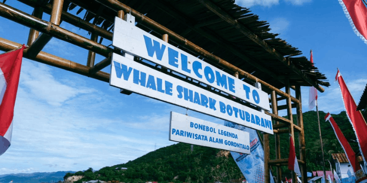 Pantai Botubarani, Satu-satunya Pantai di Indonesia dengan Hiu Paus Paling Dekat dari Daratan