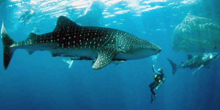 Tips Perjalanan dan Waktu Terbaik Berkunjung