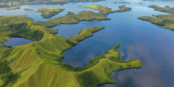 Keanekaragaman Hayati, Rumah bagi Hiu Gergaji yang Langka