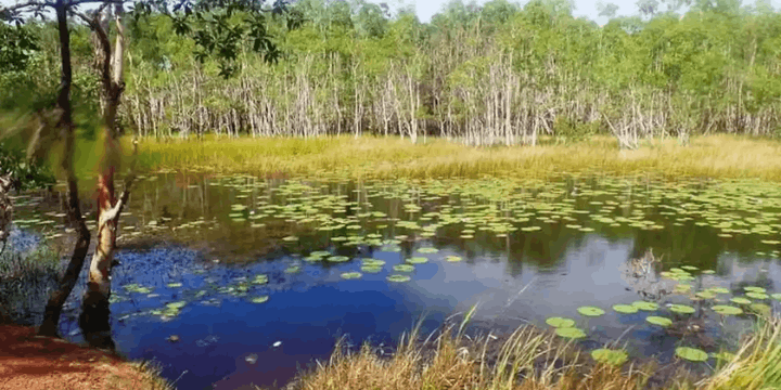 Lanskap Unik Taman Nasional Wasur, Sabana Terluas di Tanah Papua