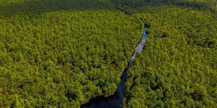 Tips Persiapan Petualangan ke Sebangau